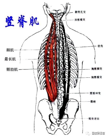 史上最全的骨盆终极详解六与骨盆相连的背部肌肉解构