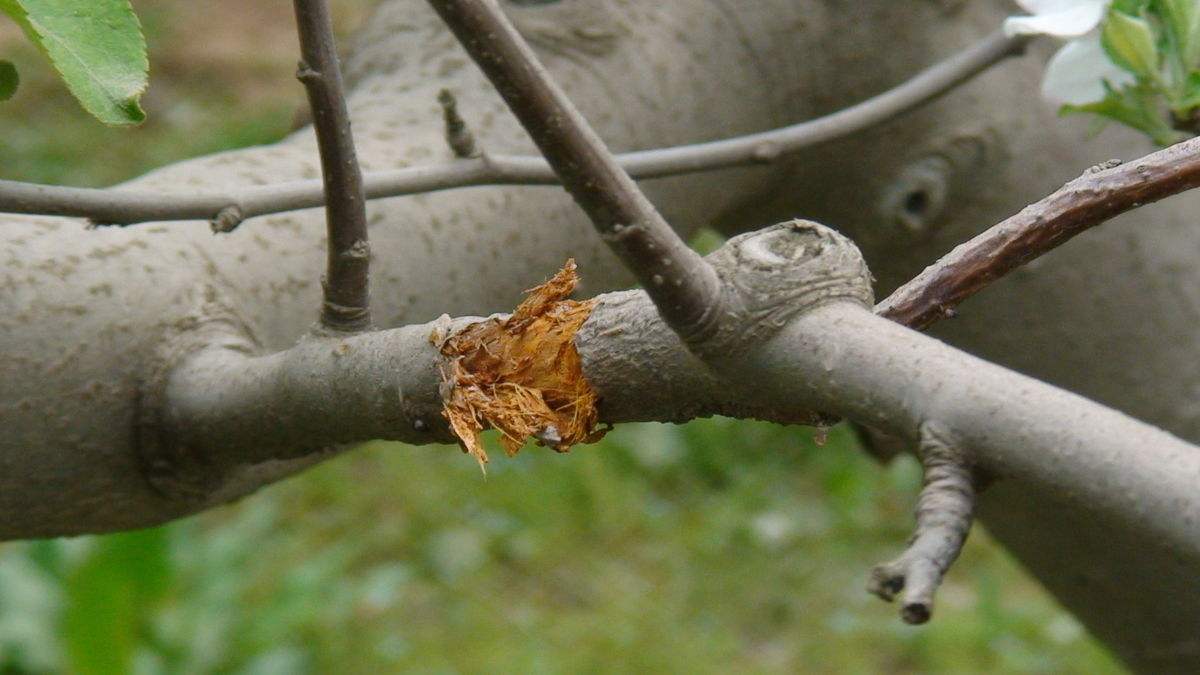 又称烂皮病,是多种海棠的重要病害之一,危害树干及枝梢