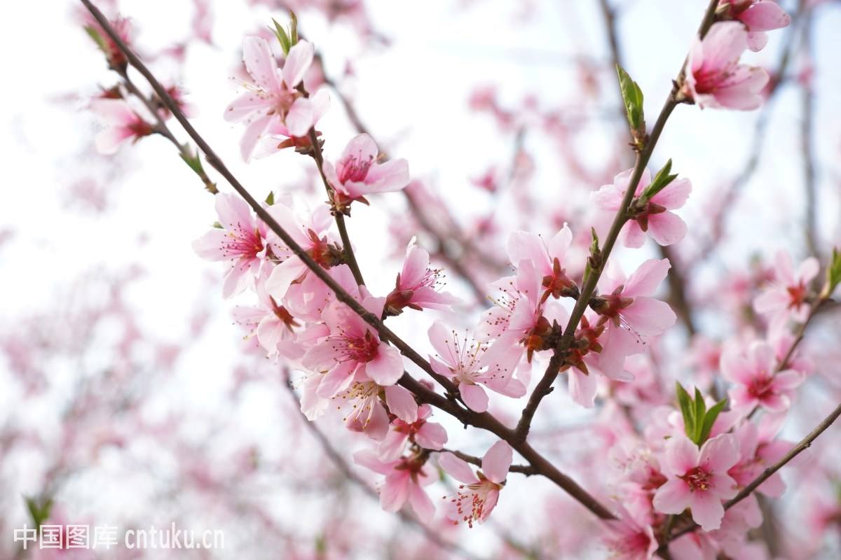 刘金城 什么是桃花 花瓶