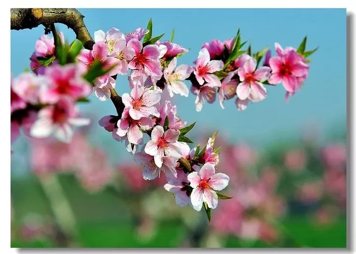 繁花似錦探春桃花戀