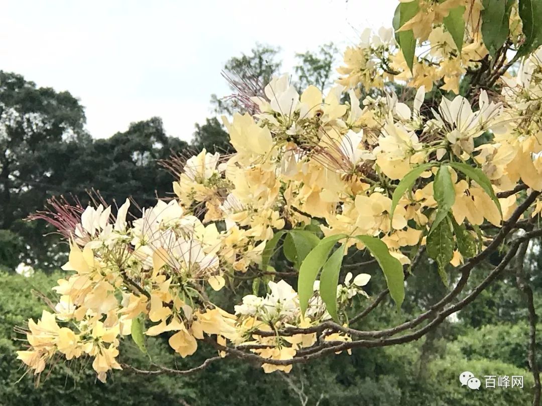 台山這條村再度成為