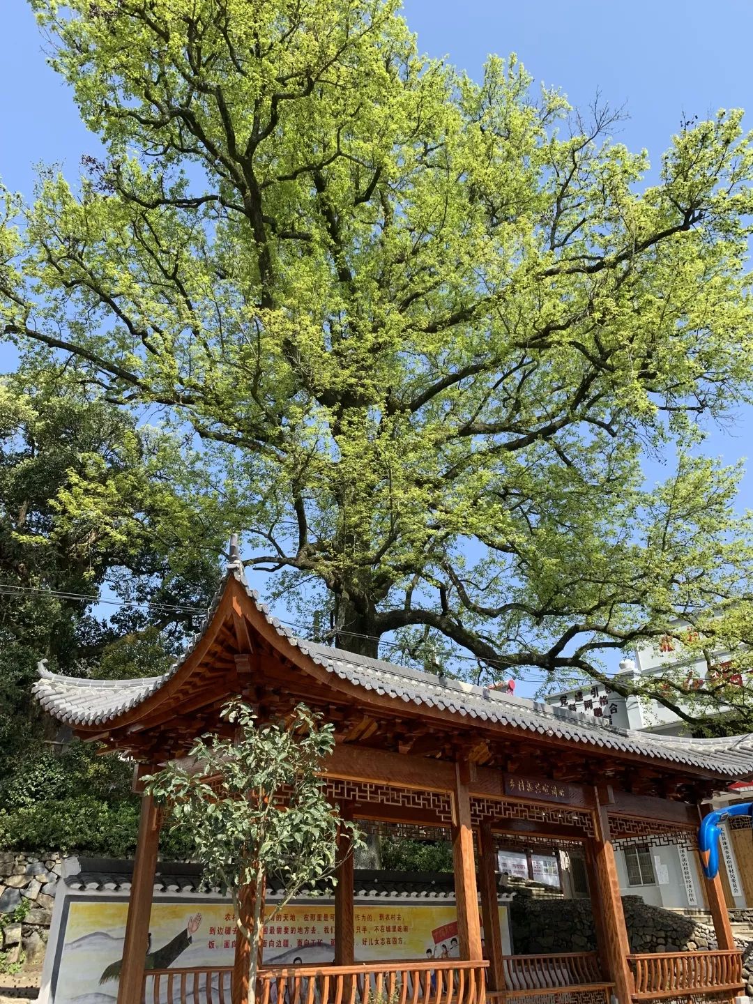 天台九龙寺图片