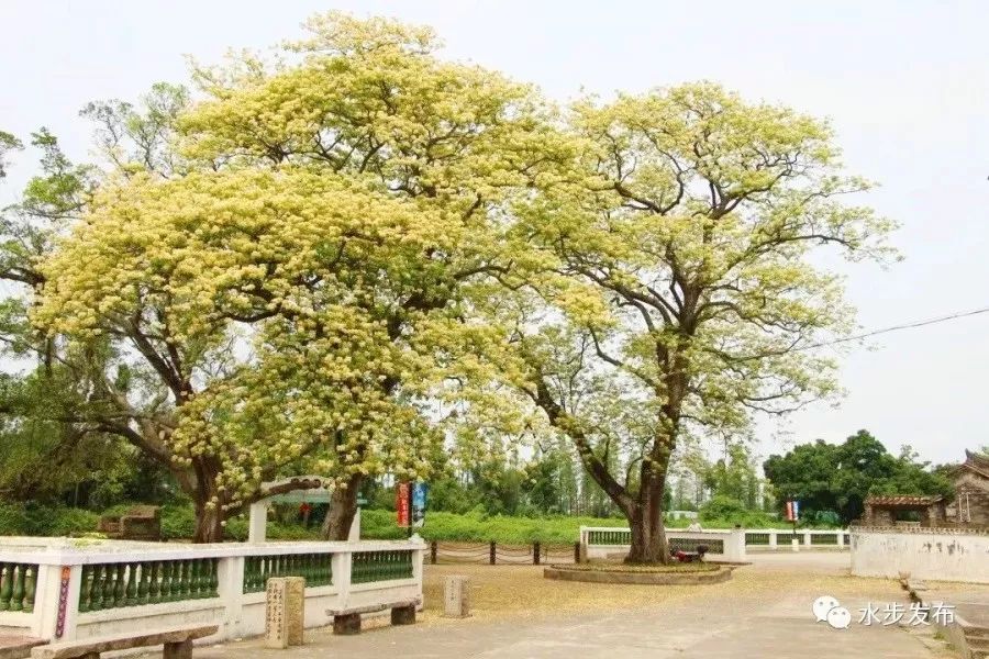 台山網紅打卡地水步草坪村魚木樹花開這般美景趕緊走起