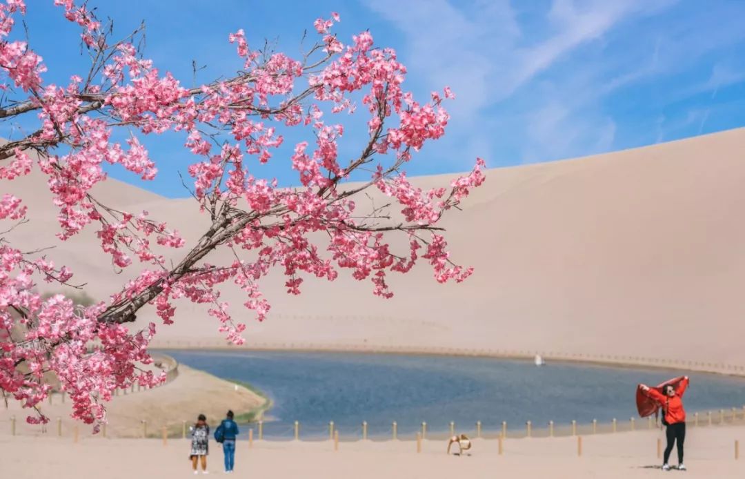 震撼,杏花仙子降臨鳴沙山月牙泉