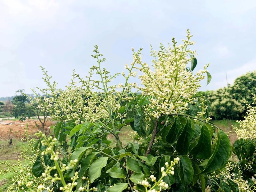 廖屋村的村民正忙着对陆续开花的鸡心黄皮树进行打理,希望今年的黄皮