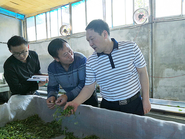 4月10日,晴隆县委书记袁建林在沙子镇调研茶叶产业发展时强调,把茶