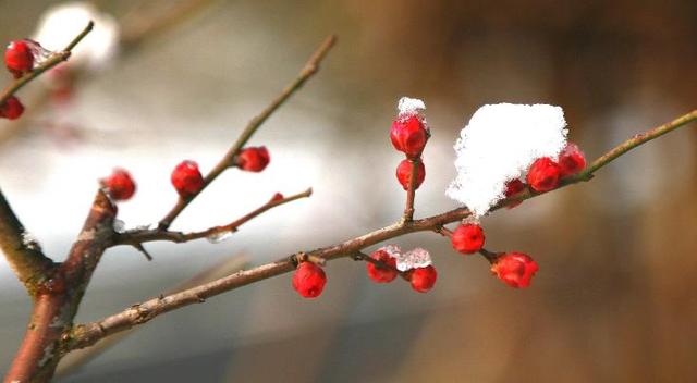 王安石|遥知不是雪 为有暗香来 王安石的《咏梅》原来也抄自古人