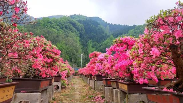 紅色卡房花兒美滿山杜鵑迎賓朋