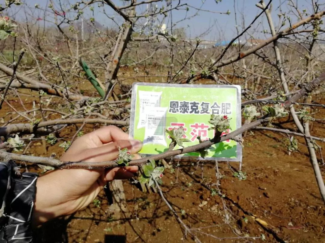 富士蘋果四月管理之花期管理