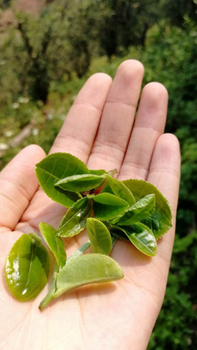 曼松普洱茶為什麼越來越貴?_茶樹