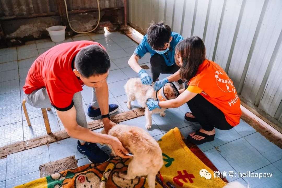 暴雨中的救助站我們為100只流浪動物注射疫苗