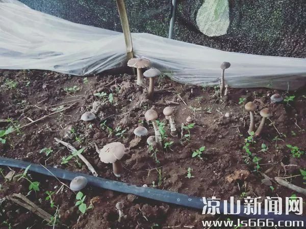 寧南大同鎮:返鄉創業青年 種植雞樅菌獲得成功