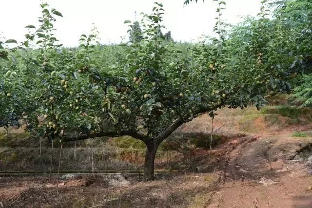 梨树密植最新树形图片