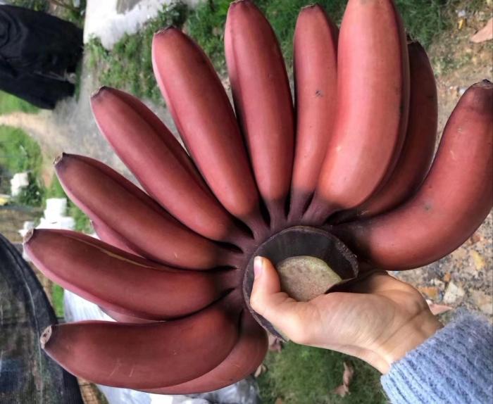 原创南洋高品质红香蕉只有国外才有种植游客不建议中国人吃