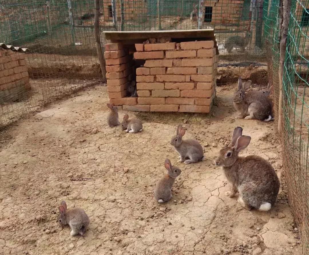 致富经新生村的兔子乐园