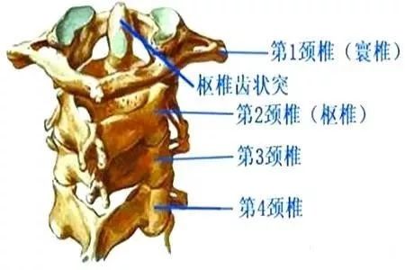 人體頭顱與頸部相連,與顱骨相連的第一頸椎又稱寰椎,第二頸椎又稱樞椎