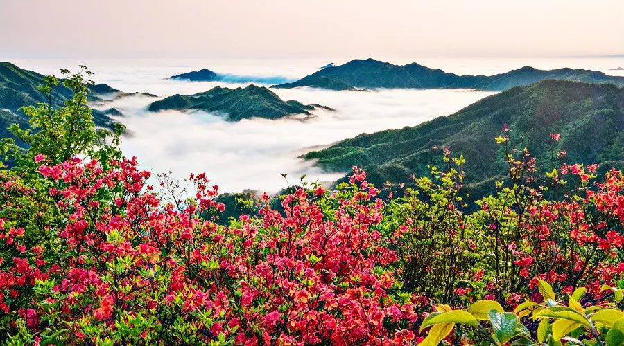 关注天下第一杜鹃红永州阳明山杜鹃花海花期来啦赶快约起