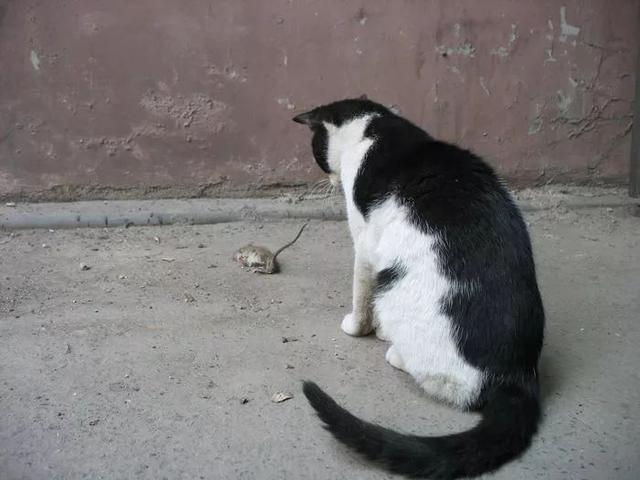 猫咪并不喜欢吃老鼠，捕鼠也只是因为三点原因，却总被人误解