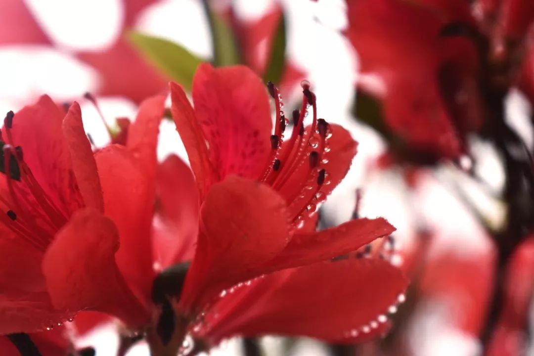 燃爆就在寧德市區邊上這處映山紅燒紅了整片山頭