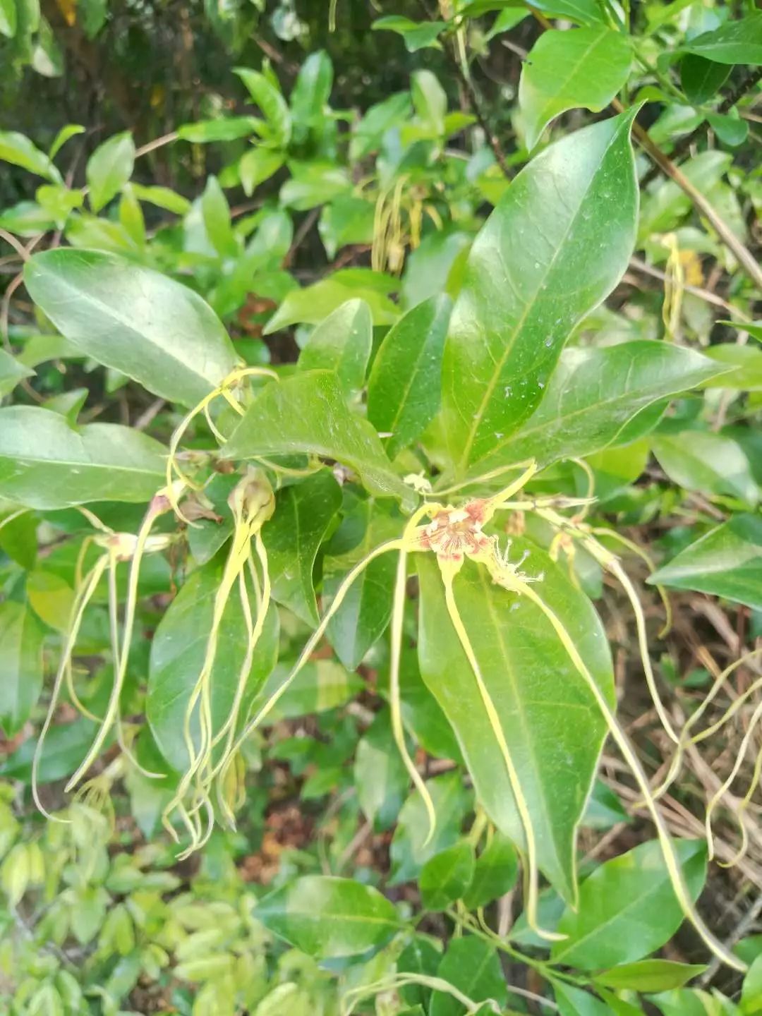 羊角拗:外表呆萌可愛 全株有劇毒斷腸草全株有劇毒,在離開泥土時略帶