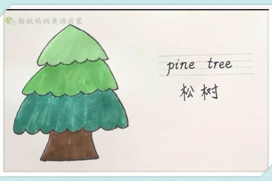 英语启蒙单词卡简笔画pinetree松树冷杉