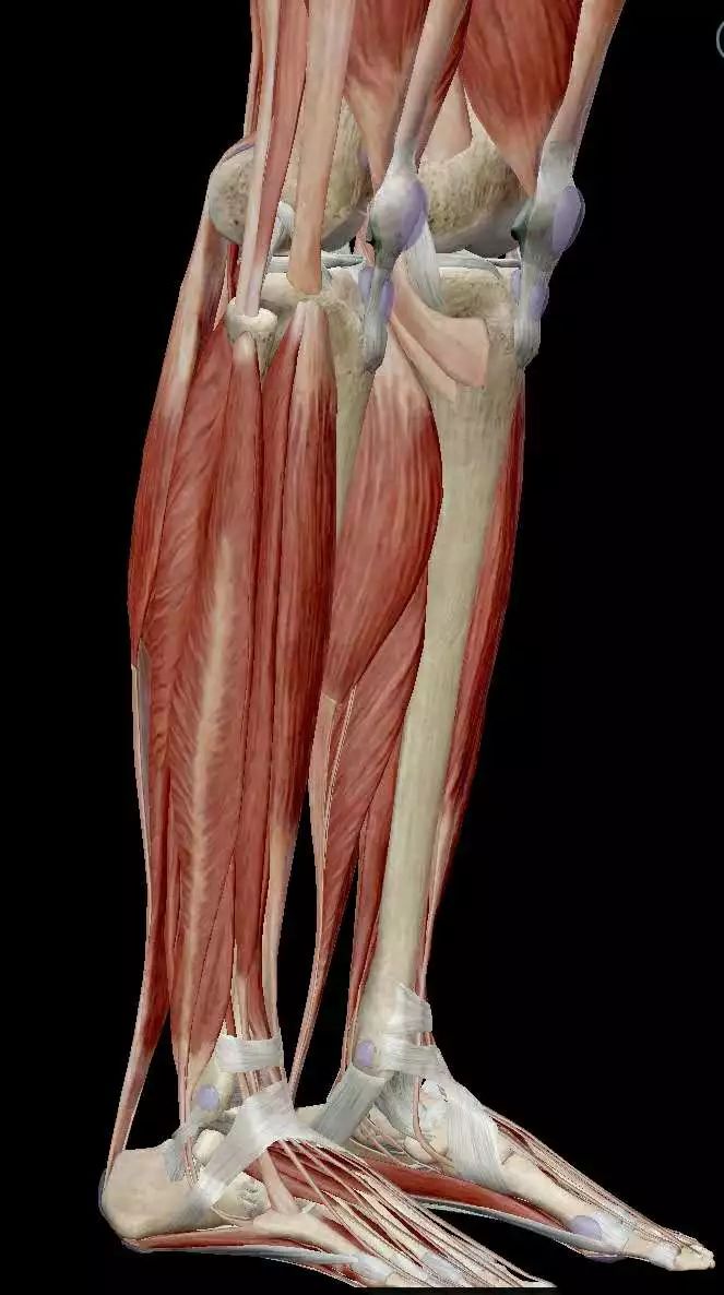踝关节背屈肌肉图片