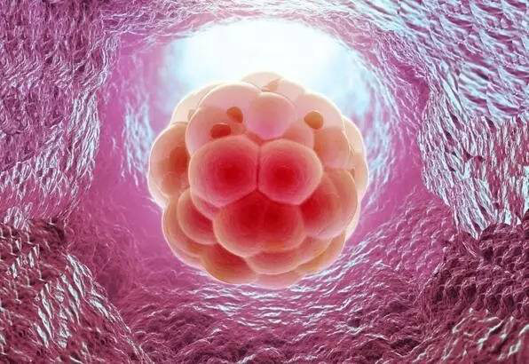 胚胎放入子宫游走图片