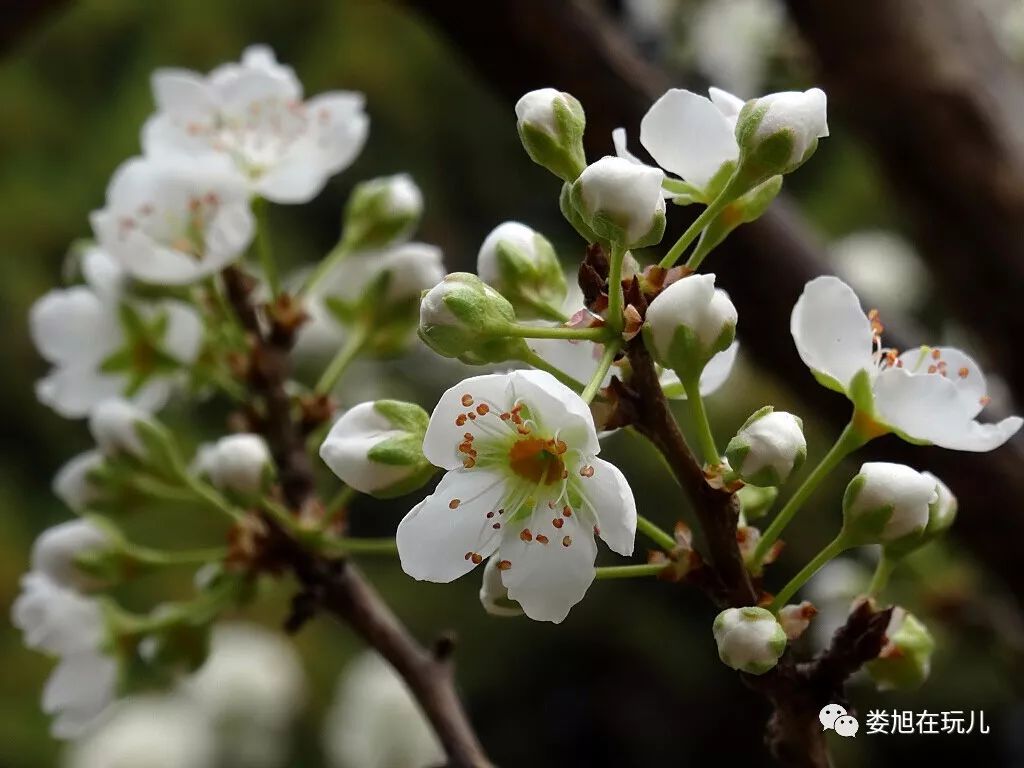 梨花与李花的图片区别图片