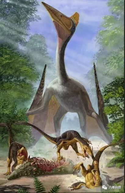 哈特兹哥翼龙属于大型神龙翼龙科动物,现在最大的鸵鸟都难于起飞,是