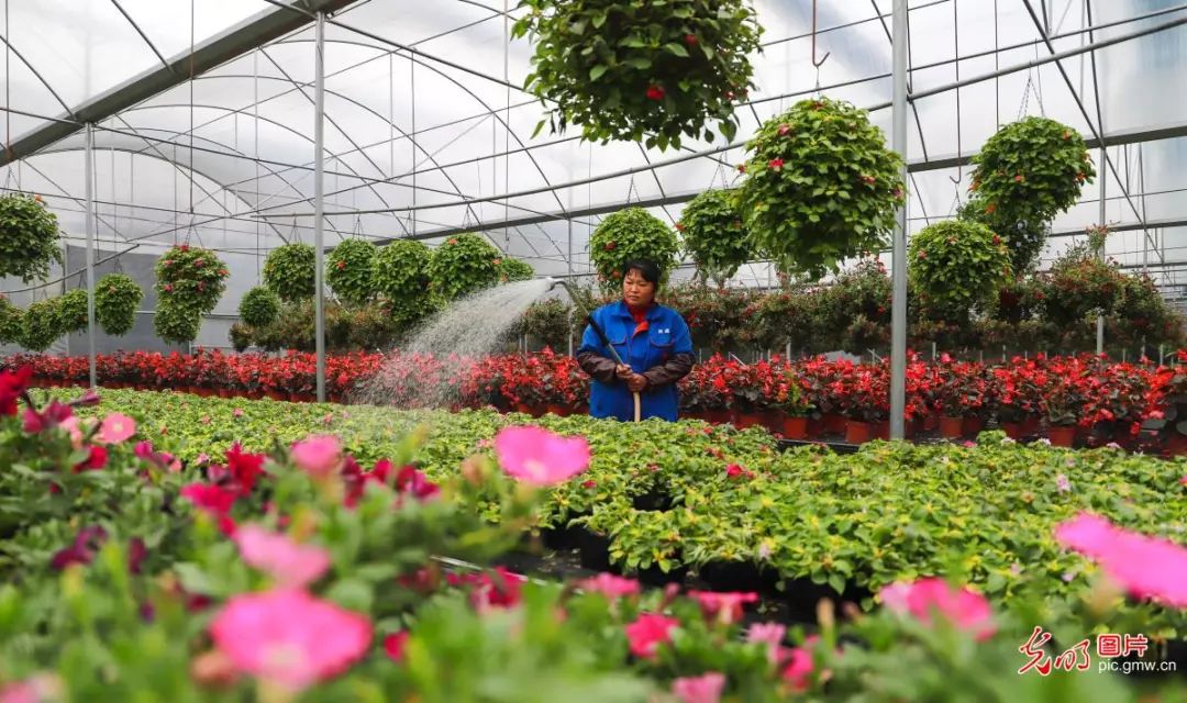 江西大餘花卉苗木做成大產業