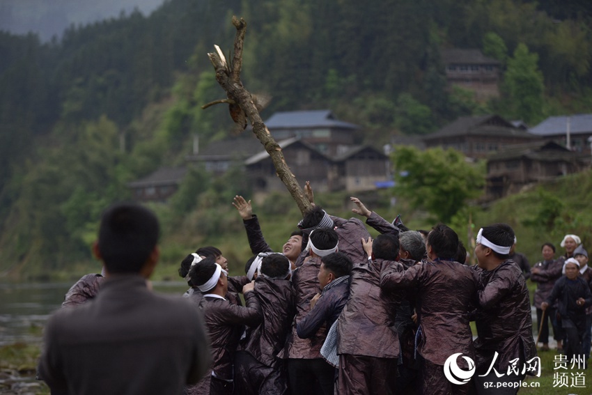 贵州野鸡图片