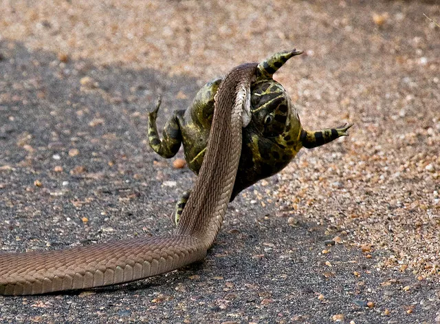 蝎子vs眼镜蛇图片