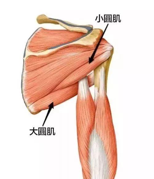 67小圆肌受腋神经支配,腋神经的出口在小圆肌下方叫四边孔的位置