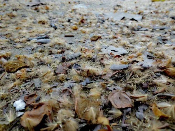 惹不起躲著走又到梧桐飄絮時南京58條路精準預報毛毛雨