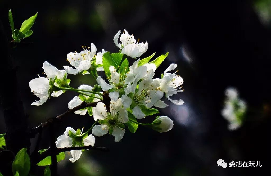 梨花与李花的图片区别图片