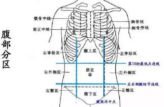 腹部分区四分法图片