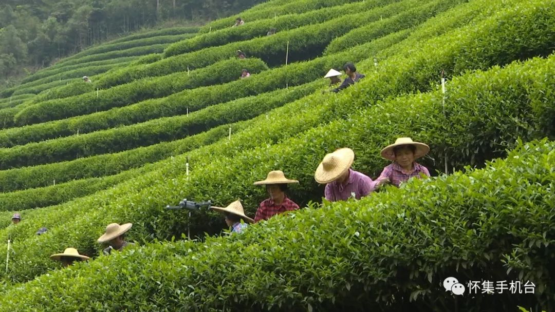 怀集新岗茶场图片