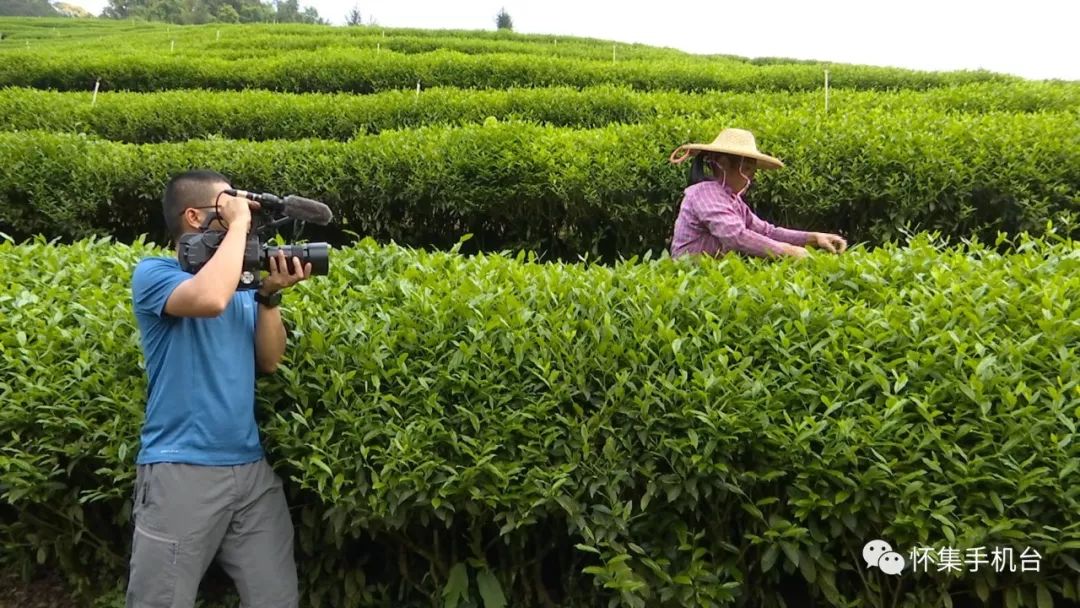 怀集新岗茶场图片