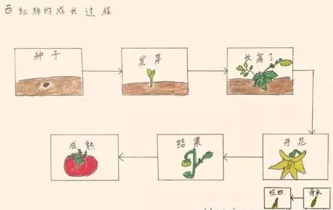 最后,张妈妈还让我们完全自己动手用流程图理解记忆西红柿的生长过程