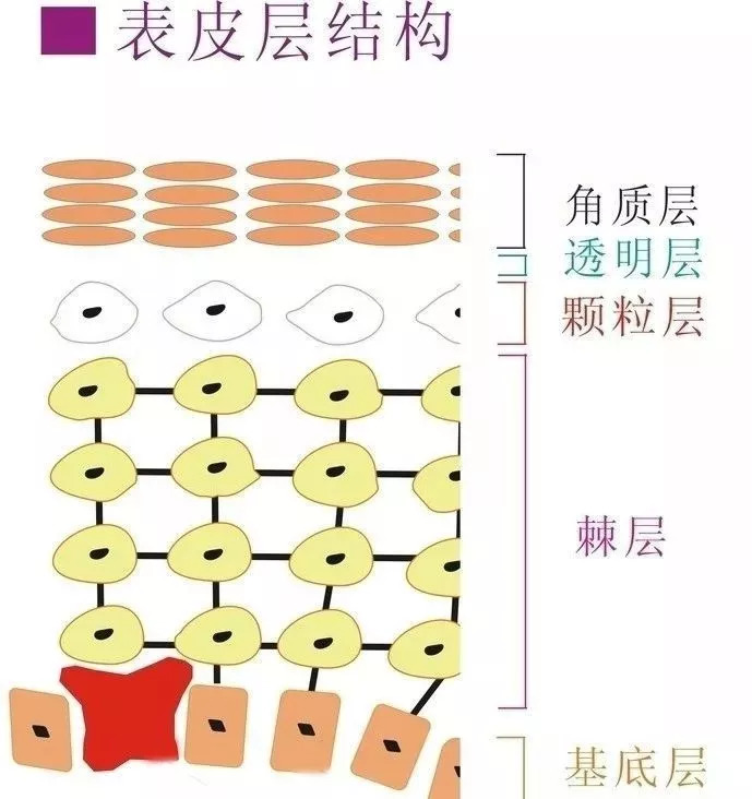 越补水脸越干,到底是哪里出了问题?