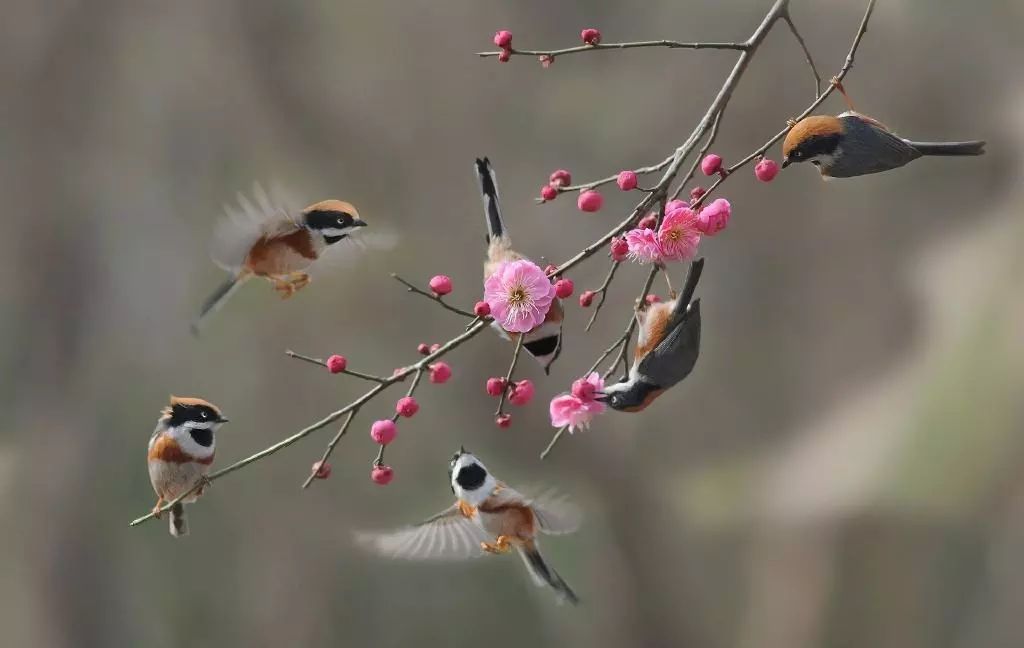 一日一签留连戏蝶时时舞自在娇莺恰恰啼