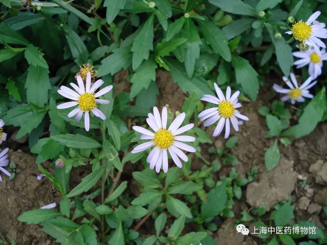 马兰头野菜花图片图片