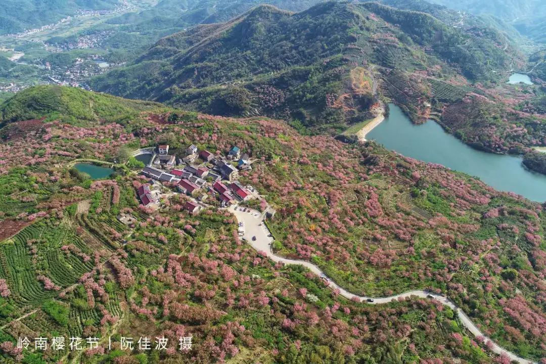 诗画曹娥江樱红覆卮山岭南乡樱花节暨旅游项目推介会盛大开幕