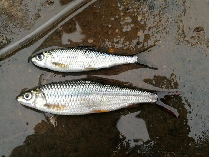 這魚拉力強勁,通體閃耀著銀白色,我們本地人叫它