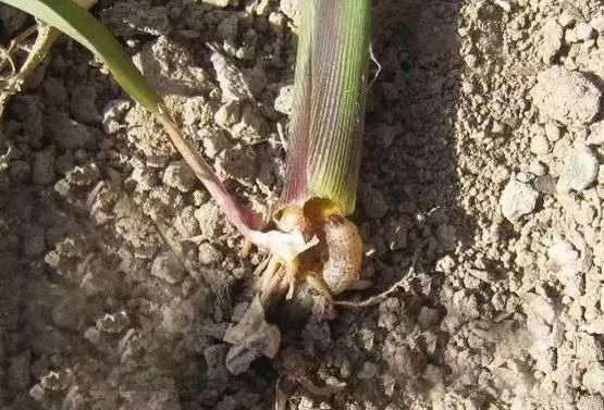 7—地下害虫危害危害玉米的地下害虫主要是金针虫,地老虎,蛴螬,蝼蛄等