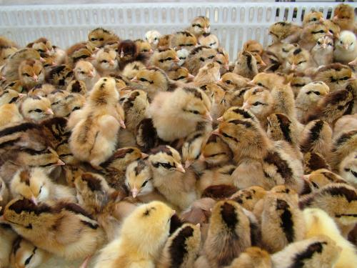 野鸡市场需求高经济效益高那么如何该提高野鸡苗的存活率呢