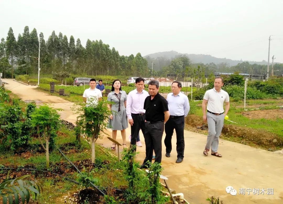 黄政康全力推进广西区直国有林场林下经济产业发展