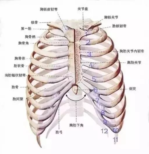 胸口中间部位示意图图片