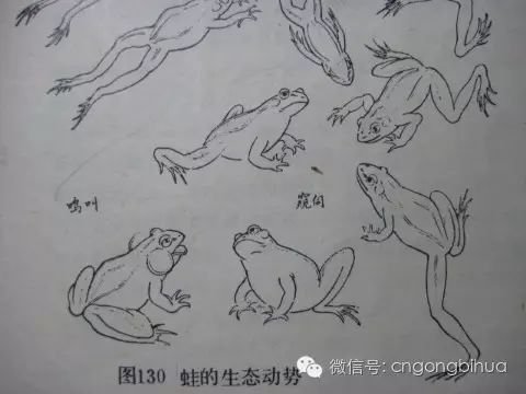 工笔青蛙绘制步骤