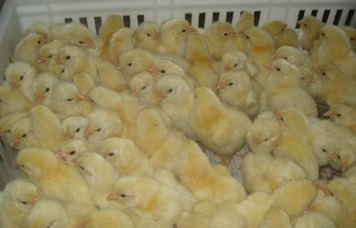 野鸡市场需求高经济效益高那么如何该提高野鸡苗的存活率呢
